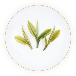 安吉白茶叶底